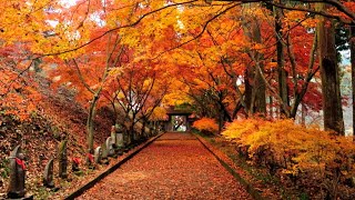 紅葉が美しい金蔵院の参道 Autumn Leaves Of Konzoin Temple In Sano City,  Japan : 栃木県佐野市仙波町 : 4K