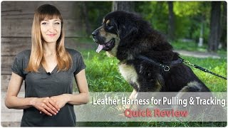 Leather Dog Harness for Pulling, Tracking and Walking - Review