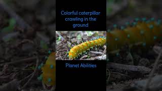 Colorful Caterpillar crawling in the ground