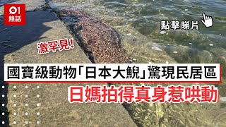 激罕見！國寶級動物「日本大鯢」驚現民居區　日媽拍得真身惹哄動