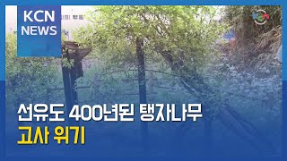 하제 팽나무 전북도 기념물…선유도 400년 탱자나무는 고사 위기