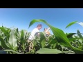 corn response to salinity and pest pressures