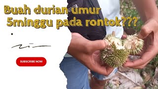 Begini Penyebabnya??? Buah Durian Umur 5Minggu Pada Rontok!!!