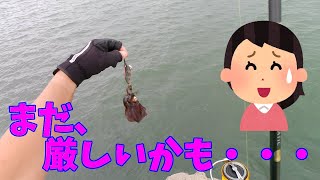 【秋イカ 】ある場所でアオリイカ新子調査をしてきたよ。