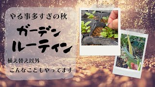 《秋のお庭作業》植え替え以外も色々やってます！／冬越し挿し芽のその後／ラナンキュラス・ラックス／過湿に弱い宿根草植え付け前のひと手間／番外編びっくり種