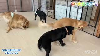 広場あそび(中・大型犬チーム)