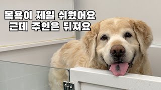 리트리버를 키우면 안되는 이유