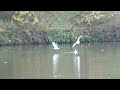 仲良し夫婦のカモちゃん早いね！飛んで着水のカモメ　舞鶴公園