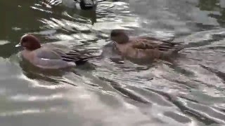 仲良し夫婦のカモちゃん早いね！飛んで着水のカモメ　舞鶴公園