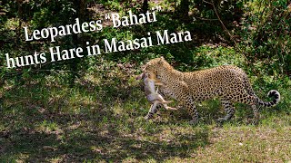 Leopardess Bahati  hunts Hare in Maasai Mara