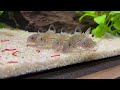 corydoras catfish breeding project cory tank setup