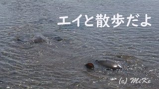 浅瀬を泳ぐエイと散歩。