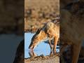 Black Backed Jackal Drinking Water  Wincent   5uQMC #bird #jackal #wildlife