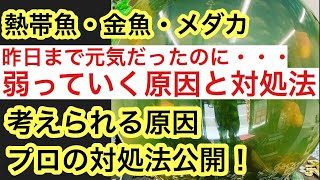 【ある日突然、水槽の魚が全滅】観賞魚が急に調子を落とす理由からプロの対処法を公開!