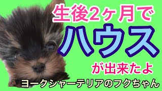 生後2ヶ月でハウスが出来るようになったよ！ヨークシャーテリアの子犬【フク】