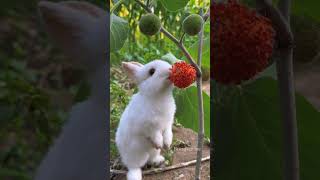 Cutest Little Animals That Will Melt Your Heart! #eating #cuteanimals #fluffyfriends #adorablepets