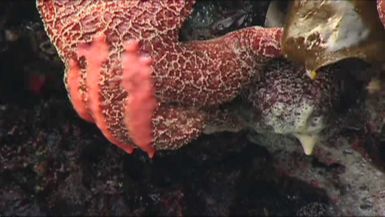 Tidepools Rocky Reefs Marine Reserves It S All Connected Youtube