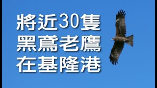 將近30隻黑鳶老鷹在基隆港