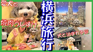 【犬と旅行】焼肉うしすけで旨すぎて舌出ちゃう愛犬トルテはこちらです🥩犬と行ける観光スポット【横浜みなとみらい】（トイプードルのTorte channel）