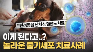 전세계가 주목하는 동물 줄기세포, 그 놀라운 치료 사례 공개!