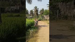 விவசாயியை  திருமணம் செய்வோம் நல்லா இருப்போம். #agriculture, #nature, #jsr plant nursery.