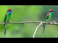 can i do bird photography in china guangzhou conghua guangdong china bird photography 4k uhd