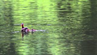 Little grebe parents carry babies 小鷿鷈背娃娃