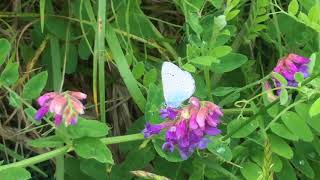 カバイロシジミ / Glaucopsyche lycormas　北海道積丹半島　2017/06/27 Shakotan Hokkaido, butterfly of Japan