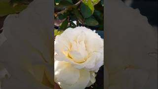 How to grow white rose flower #viral #shorts #beautyful flower 🌺🌺♥️