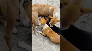 কুকুর 🐶 এক প্রভুভক্ত বিশ্বস্ত প্রাণী