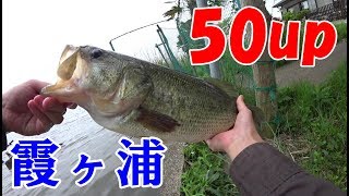 【本物】これが霞ヶ浦水系の50up！衝撃映像！おかっぱりバス釣り