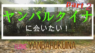 ついに【ヤンバルクイナ】！Finally 【Yanbaru Kuina】