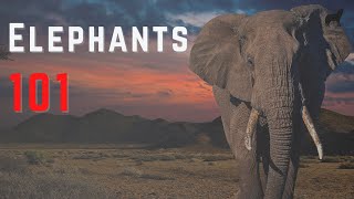 Elephants 101 - Fast Elephant Facts and Information