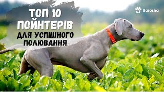 🦆 Топ 10 Пойнтерів для Успішного полювання🦆  Найкращі Мисливські Собаки 🦆