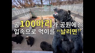 아이와 베어트리파크ㅣ곰,먹이주기 ㅣ세종