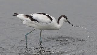 反嘴鴴/Pied Avocet