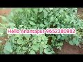 కొత్త టమోటా తోట ఇన్ఫర్మేషన్ అనంతపురం జిల్లా new tomato crop information tomato crop information