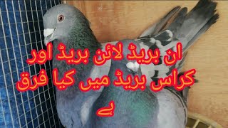 Frpc piegons ان بریڈ لائن بریڈ l Racing pigeon pairing Techniques