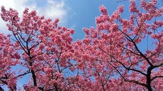 寒緋桜 恵比寿様 荏原神社 メジロ 🌸(2)