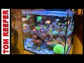 Incredible Mixed Reef! - Red Sea Reefer Max E 170 - 45 GALLON - From Plano, Texas ep.#3