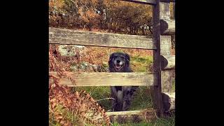 Cox Tor and Wistman’s Wood Adventure