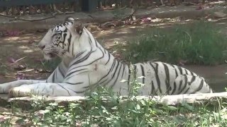 White Tiger, Bengal White tiger