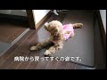 【犬の避妊手術】～術後の様子～悲惨な姿に涙。動けなくなった愛犬。