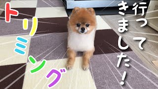 [ポメラニアン犬]トリミングに行ってきた！ #Shorts