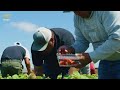 how california famers millions of strawberries harvest u0026 packing 🍓 agriculture technology