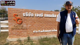 EP.365 พาชมบราห์มันพันธุ์แท้ SG Cattle Services ศูนย์รวมพ่อพันธุ์ระดับโลก