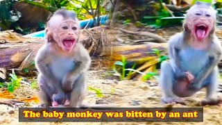 The natural life of monkeys. The life of monkeys in the forest. The monkey was bitten by an ant