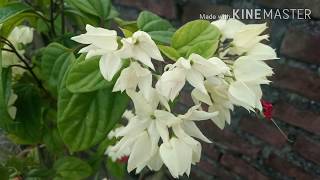 Clerodendrum thomsoniae plant care in English/Bleeding heart vine /Tropical bleeding vine/