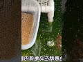 分享龟粮正确投喂方法，让乌龟远离肠胃炎，看看小伙绿水养龟成果 003