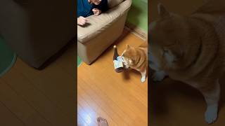 柴犬福 お気に入りのおもちゃを見せびらかす柴犬🤣Favorite toy🤣#shorts #funny #comedy #dogshorts #柴犬 #shibainu #시바견